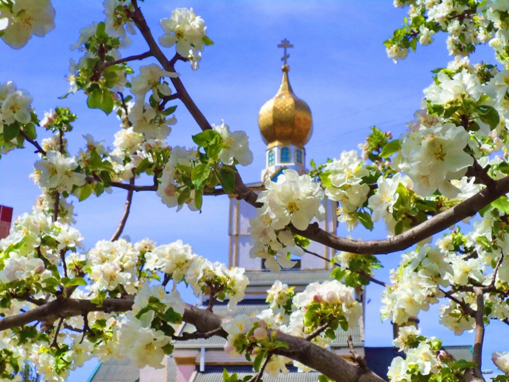 храм святого василия блаженного в волгодонске. Смотреть фото храм святого василия блаженного в волгодонске. Смотреть картинку храм святого василия блаженного в волгодонске. Картинка про храм святого василия блаженного в волгодонске. Фото храм святого василия блаженного в волгодонске